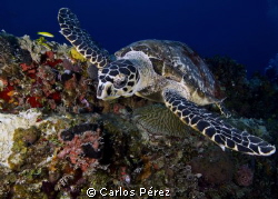 Close up to a Hawksbill in Wit Concrete wreck St Thomas by Carlos Pérez 